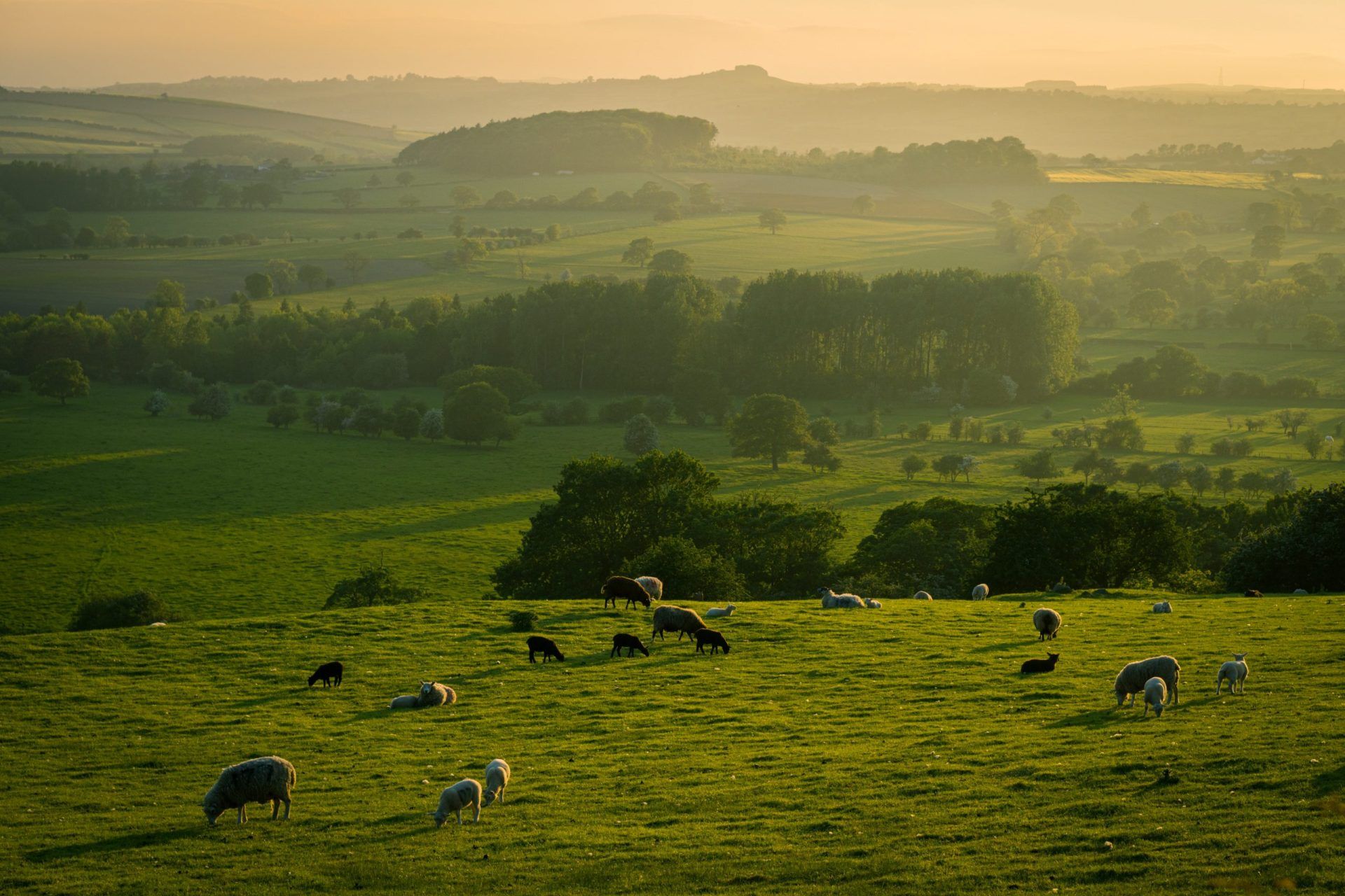 sheep eating grass in a field