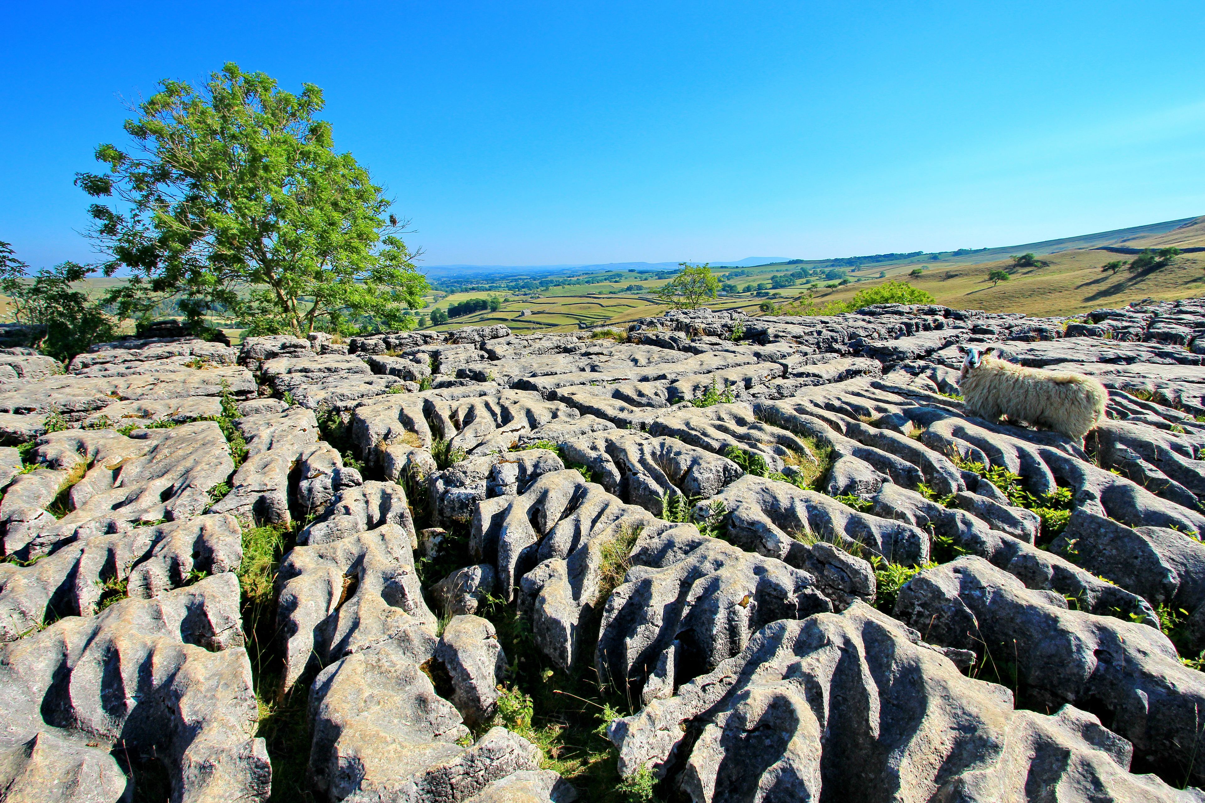 sheep on malham cove